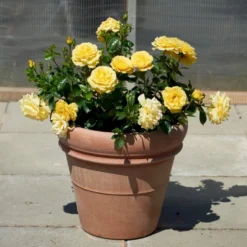 'Viborg'™ Rosa X 'Viborg'™ (Slotsrose) A-Kvalitet,- Barrods Roser Min. 3 Grene -Tilbud Lys Haven Butik p350 51878 rosa x viborg slotsrose 0a38