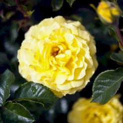 'Viborg'™ Rosa X 'Viborg'™ (Slotsrose) A-Kvalitet,- Barrods Roser Min. 3 Grene -Tilbud Lys Haven Butik p350 51879 rosa x viborg slotsrose 5689