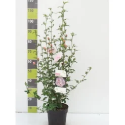Syrisk Rose Hiciscus Syriacus 'Pink Chiffon' Potte 4,0 Liter,- 50-60 Cm.