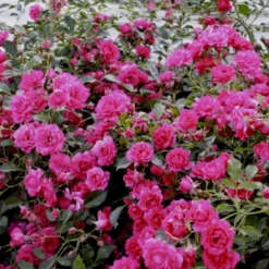 'Viking'® Rosa X 'Viking'® (Bunddækkerose) A-Kvalitet,- Barrods Roser Min. 3 Grene