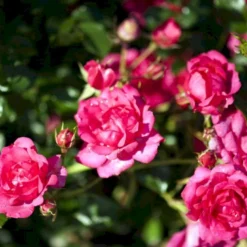'Viking'® Rosa X 'Viking'® (Bunddækkerose) A-Kvalitet,- Barrods Roser Min. 3 Grene -Tilbud Lys Haven Butik p351 51743 rosa x viking bunddaekkerose ccc4
