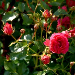 'Viking'® Rosa X 'Viking'® (Bunddækkerose) A-Kvalitet,- Barrods Roser Min. 3 Grene -Tilbud Lys Haven Butik p351 51744 rosa x viking bunddaekkerose 1b2c