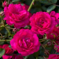 'Viking'® Rosa X 'Viking'® (Bunddækkerose) A-Kvalitet,- Barrods Roser Min. 3 Grene -Tilbud Lys Haven Butik p351 54045 rosa x viking bunddaekkerose 713a