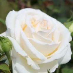 'Ambiente'® Rosa X 'Ambiente'® (Storblomstrende) A-Kvalitet,- Barrods Roser Min. 3 Grene -Tilbud Lys Haven Butik p35299 53316 rosa x ambiente storblomstrende e300