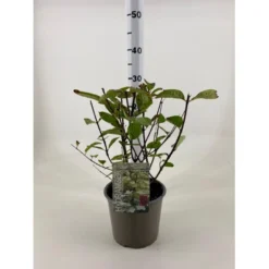 Syrén-hortensia 'Wims Red' Hydrangea Paniculata 'Wims Red' Potte 3,0 Liter,- 25-30 Cm.