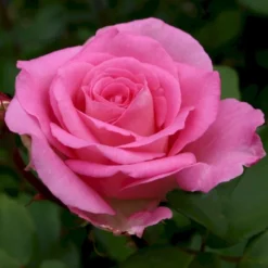 'Beverly'® Rosa X 'Beverly'® (Storblomstrende) A-Kvalitet,- Barrods Roser Min. 3 Grene