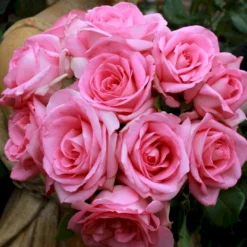 'Beverly'® Rosa X 'Beverly'® (Storblomstrende) A-Kvalitet,- Barrods Roser Min. 3 Grene -Tilbud Lys Haven Butik p35321 53551 rosa x beverly storblomstrende 302a