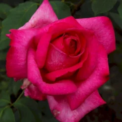 'Parole'® Rosa X 'Parole'® (Storblomstrende) A-Kvalitet,- Barrods Roser Min. 3 Grene -Tilbud Lys Haven Butik p35329 53621 rosa x parole storblomstrende 6c49