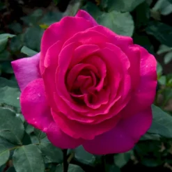 'Parole'® Rosa X 'Parole'® (Storblomstrende) A-Kvalitet,- Barrods Roser Min. 3 Grene -Tilbud Lys Haven Butik p35329 53622 rosa x parole storblomstrende db95