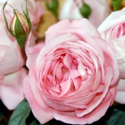 'Voyage'® Rosa X 'Voyage'® (Storblomstrende) A-Kvalitet,- Barrods Roser Min. 3 Grene