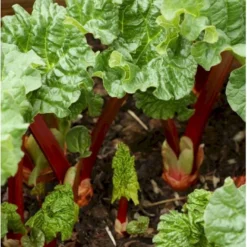 Rabarber 'Livingstone' Rheum 'Livingstone' (remonterende) 3,5 Liter Potte