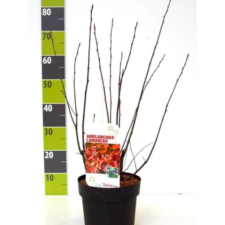 Canadisk Bærmispel Amelanchier Lamarckii Potte 4,0 Liter,- 50-60 Cm. 1 Canadisk Bærmispel Amelanchier Lamarckii Potte 4,0 Liter,- 50-60 Cm.