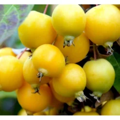 Paradisæble 'Golden Henry' Malus 'Golden Henry' Solitær Busk 200-250 Cm., Med Klump -Tilbud Lys Haven Butik p35378 36835 malus golden henry f2bb