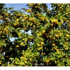 Paradisæble 'Golden Henry' Malus 'Golden Henry' Solitær Busk 200-250 Cm., Med Klump -Tilbud Lys Haven Butik p35378 36836 malus golden henry 8d39