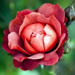 'Hot Chocolate' Rosa X 'Hot Chocolate' (Buketrose) A-Kvalitet,- Barrods Roser Min. 3 Grene -Tilbud Lys Haven Butik p35397 51535 rosa x hot chocolate buketrose 1519