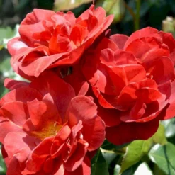 'Hot Chocolate' Rosa X 'Hot Chocolate' (Buketrose) A-Kvalitet,- Barrods Roser Min. 3 Grene -Tilbud Lys Haven Butik p35397 51536 rosa x hot chocolate buketrose 0e7f