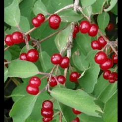 Dunet Gedeblad Lonicera Xylosteum Solitær Busk 150-200 Cm. - Med Klump