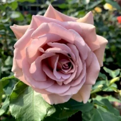 'Koko Loco' Rosa X 'Koko Loco' (Storblomstrende) A-Kvalitet,- Barrods Roser Min. 3 Grene -Tilbud Lys Haven Butik p35400 53305 rosa x koko loco storblomstrende e89a