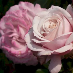 'Rosenfaszination'® Rosa X 'Rosenfaszination'® (Buketrose) A-Kvalitet,- Barrods Roser Min. 3 Grene -Tilbud Lys Haven Butik p35410 53639 rosa x rosenfaszination buketrose db22