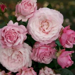 'Rosenfaszination'® Rosa X 'Rosenfaszination'® (Buketrose) A-Kvalitet,- Barrods Roser Min. 3 Grene -Tilbud Lys Haven Butik p35410 53640 rosa x rosenfaszination buketrose 030b