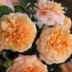 'Sangerhäuser Jubiläumsrose'® Rosa X 'Sangerhäuser Jubiläumsrose'® (Buketrose) A-Kvalitet,- Barrods Roser Min. 3 Grene -Tilbud Lys Haven Butik p35411 53647 rosa x sangerhaeuser jubilaeumsrose buketrose bf3c
