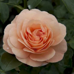 'Sangerhäuser Jubiläumsrose'® Rosa X 'Sangerhäuser Jubiläumsrose'® (Buketrose) A-Kvalitet,- Barrods Roser Min. 3 Grene -Tilbud Lys Haven Butik p35411 53648 rosa x sangerhaeuser jubilaeumsrose buketrose 0488