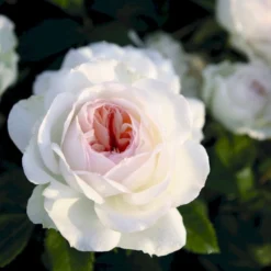'Stephanie Baronin Zu Guttenberg'® Rosa X 'Stephanie Baronin Zu Guttenberg'® (Buketrose) A-Kvalitet,- Barrods Roser Min. 3 Grene -Tilbud Lys Haven Butik p35417 54042 rosa x stephanie baronin zu guttenberg buketrose 0f39