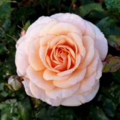 'Sweet Honey'® Rosa X 'Sweet Honey'® (Buketrose) A-Kvalitet,- Barrods Roser Min. 3 Grene -Tilbud Lys Haven Butik p35418 53665 rosa x sweet honey buketrose 2704