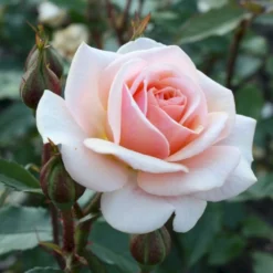 'Sweet Honey'® Rosa X 'Sweet Honey'® (Buketrose) A-Kvalitet,- Barrods Roser Min. 3 Grene -Tilbud Lys Haven Butik p35418 53666 rosa x sweet honey buketrose 59e7