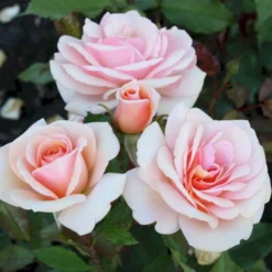 'Sweet Honey'® Rosa X 'Sweet Honey'® (Buketrose) A-Kvalitet,- Barrods Roser Min. 3 Grene -Tilbud Lys Haven Butik p35418 53667 rosa x sweet honey buketrose 054a