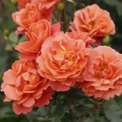 'Theodor Fontane Rose'® Rosa X 'Theodor Fontane Rose'® (Buketrose) A-Kvalitet,- Barrods Roser Min. 3 Grene