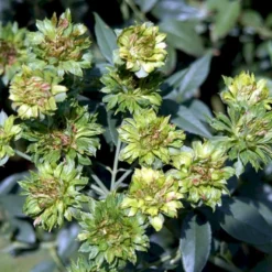 'Viridiflora' (Den Grønne Rose) Rosa Chinensis 'Viridiflora' (Kinarose) A-Kvalitet,- Barrods Roser Min. 3 Grene