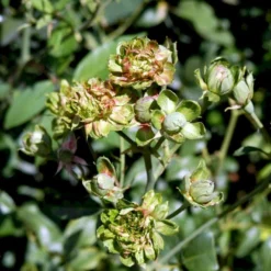 'Viridiflora' (Den Grønne Rose) Rosa Chinensis 'Viridiflora' (Kinarose) A-Kvalitet,- Barrods Roser Min. 3 Grene -Tilbud Lys Haven Butik p35420 51747 rosa chinensis viridiflora kinarose 3b75