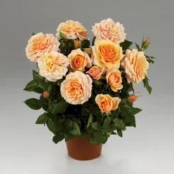 'Sarai™ Hit'® Rosa X 'Sarai™ Hit'® (Miniaturerose) A-Kvalitet,- Barrods Roser Min. 3 Grene -Tilbud Lys Haven Butik p35436 52056 rosa x sarai hit miniaturerose 8524