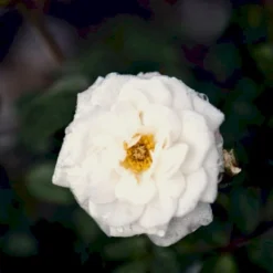 'Snow™ Hit'® Rosa X 'Snow™ Hit'® (Miniaturerose) A-Kvalitet,- Barrods Roser Min. 3 Grene -Tilbud Lys Haven Butik p35438 52061 rosa x snow hit miniaturerose 8002