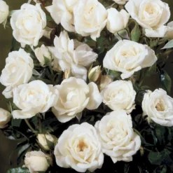 'Snow™ Hit'® Rosa X 'Snow™ Hit'® (Miniaturerose) A-Kvalitet,- Barrods Roser Min. 3 Grene -Tilbud Lys Haven Butik p35438 52062 rosa x snow hit miniaturerose 25b1