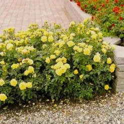 'Sun™ Hit'® Rosa X 'Sun™ Hit'® (Miniaturerose) A-Kvalitet,- Barrods Roser Min. 3 Grene -Tilbud Lys Haven Butik p35439 52064 rosa x sun hit miniaturerose 2028