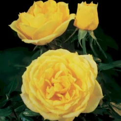 'Sun™ Hit'® Rosa X 'Sun™ Hit'® (Miniaturerose) A-Kvalitet,- Barrods Roser Min. 3 Grene -Tilbud Lys Haven Butik p35439 52065 rosa x sun hit miniaturerose 9a59