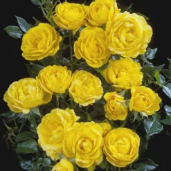 'Sun™ Hit'® Rosa X 'Sun™ Hit'® (Miniaturerose) A-Kvalitet,- Barrods Roser Min. 3 Grene -Tilbud Lys Haven Butik p35439 52066 rosa x sun hit miniaturerose a36c