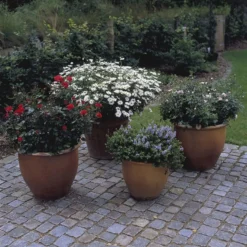 'Top™ Hit'® Rosa X 'Top™ Hit'® (Miniaturerose) A-Kvalitet,- Barrods Roser Min. 3 Grene -Tilbud Lys Haven Butik p35440 52070 rosa x top hit miniaturerose 3bc7