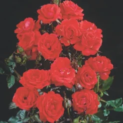 'Top™ Hit'® Rosa X 'Top™ Hit'® (Miniaturerose) A-Kvalitet,- Barrods Roser Min. 3 Grene -Tilbud Lys Haven Butik p35440 52071 rosa x top hit miniaturerose 688f