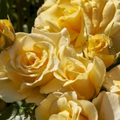 'Gyldensteen'™ Rosa X 'Gyldensteen'™ (Slotsrose) A-Kvalitet,- Barrods Roser Min. 3 Grene -Tilbud Lys Haven Butik p35443 51803 rosa x gyldensteen slotsrose 1af5