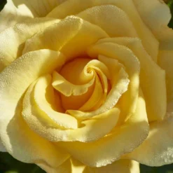 'Gyldensteen'™ Rosa X 'Gyldensteen'™ (Slotsrose) A-Kvalitet,- Barrods Roser Min. 3 Grene -Tilbud Lys Haven Butik p35443 51804 rosa x gyldensteen slotsrose a671