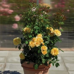 'Gyldensteen'™ Rosa X 'Gyldensteen'™ (Slotsrose) A-Kvalitet,- Barrods Roser Min. 3 Grene -Tilbud Lys Haven Butik p35443 51805 rosa x gyldensteen slotsrose b93a