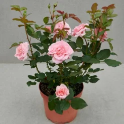 'Skagens Jubilæumsrose'™ (syn. 'Broads'™) Rosa X 'Skagens Jubilæumsrose'™ (Buketrose) A-Kvalitet,- Barrods Roser Min. 3 Grene -Tilbud Lys Haven Butik p35444 51857 rosa x skagens jubilaeumsrose buketrose a0f3