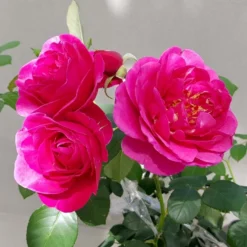 'The Fairy-tale Rose'™ Rosa X 'The Fairy-tale Rose'™ (Slotsrose) A-Kvalitet,- Barrods Roser Min. 3 Grene -Tilbud Lys Haven Butik p35445 51871 rosa x the fairy tale rose slotsrose f749