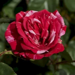 'The Reformations Rose'™ Rosa X 'The Reformations Rose'™ (Slotsrose) A-Kvalitet,- Barrods Roser Min. 3 Grene