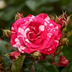 'The Reformations Rose'™ Rosa X 'The Reformations Rose'™ (Slotsrose) A-Kvalitet,- Barrods Roser Min. 3 Grene -Tilbud Lys Haven Butik p35446 51875 rosa x the reformations rose slotsrose 184c