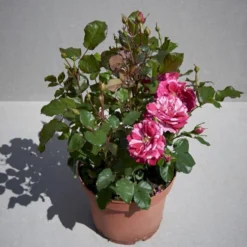 'The Reformations Rose'™ Rosa X 'The Reformations Rose'™ (Slotsrose) A-Kvalitet,- Barrods Roser Min. 3 Grene -Tilbud Lys Haven Butik p35446 51876 rosa x the reformations rose slotsrose 829a