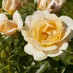 'Amber Cover'® Rosa X 'Amber Cover'® (Bunddækkerose) A-Kvalitet,- Barrods Roser Min. 3 Grene -Tilbud Lys Haven Butik p354 51922 rosa x amber cover bunddaekkerose d7ee